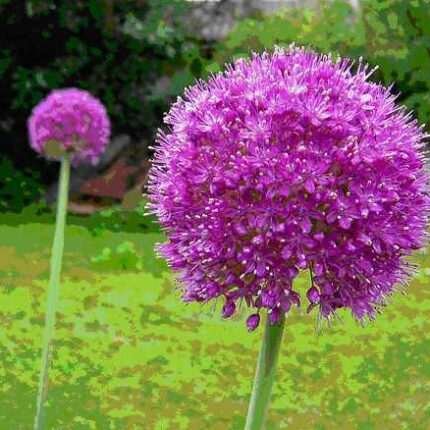 40+ RARE HUGE PURPLE ALLIUM SENSATION 4-6" SOFTBALL "AFLATUNENSE" FLOWER SEEDS!