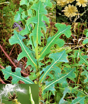 50++ Wild Lettuce Seeds (Lactuca serriola) Prickly Opium Lettuce Medicinal Herb