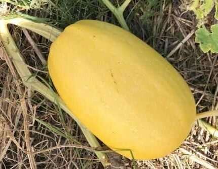 Vegetable Spaghetti Winter Squash Seeds, NON-GMO, Variety Sizes, FREE SHIPPING
