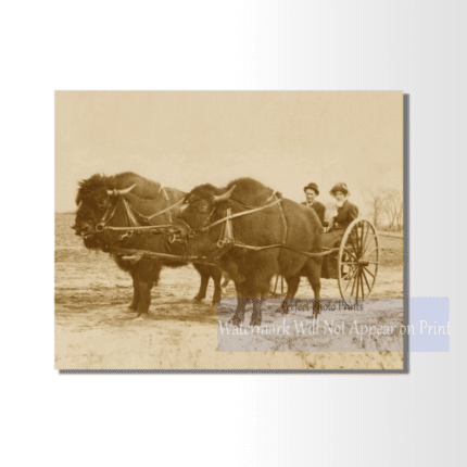 Vintage Bison-Pulled Cart Photo Print - Early 1900s Western Print