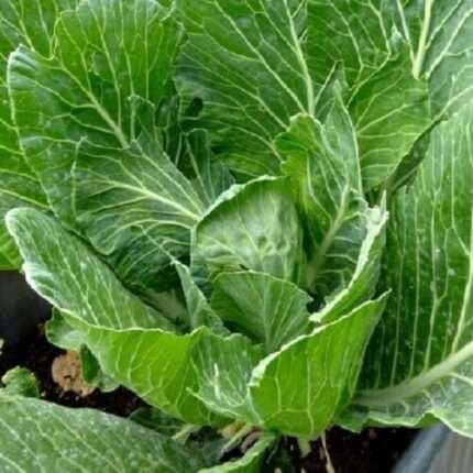 Vates Collards Seeds  | NON-GMO | Heirloom | Fresh Garden Seeds