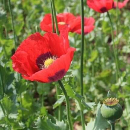 Beautiful Poppy  Flower Seeds  (Papever somniferum) 1000 Seeds, . USA