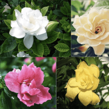 25pc GARDENIA SEEDS Garden Plant Flower rare exotic USA seller FREE shipping