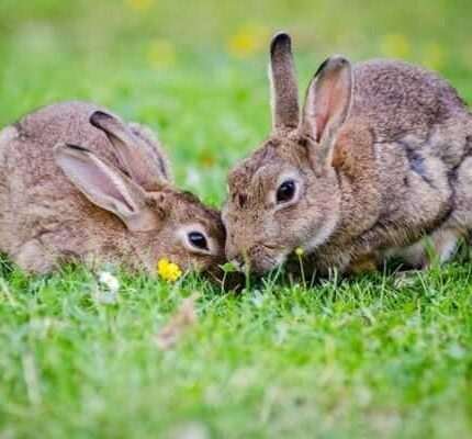 Nature BUNNY RABBITS Glossy 8x10 Photo Print Wall Art Poster