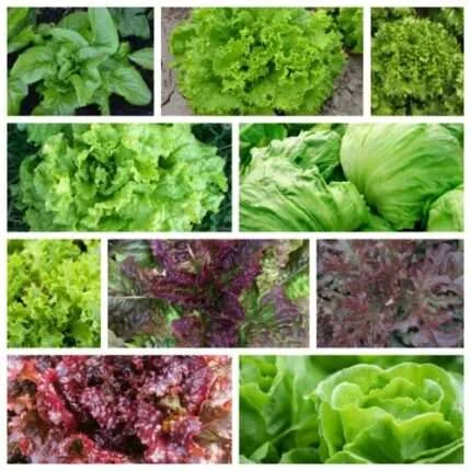 Leaf Lettuce Seeds Collection, NON-GMO, 10 Varieties to Choose From, FREE SHIP