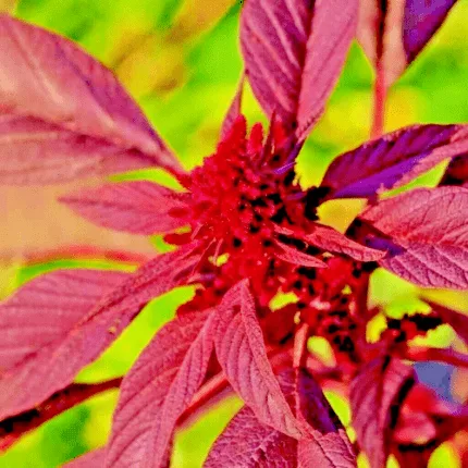 2000+ MIDNIGHT AMARANTH SEEDS VEGETABLE RARE GARDEN NON-GMO HEIRLOOM HERB USA