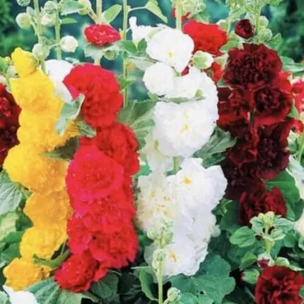 DOUBLE HOLLYHOCK TALL BEAUTIFUL FLOWER MIX SEEDS OPEN POLLINATED HEIRLOOM SEEDS
