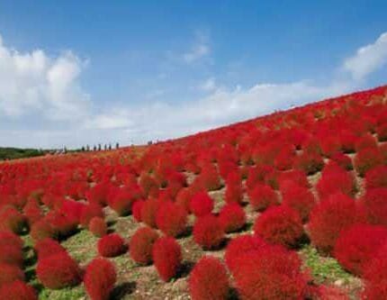 Burning Bush Seeds 50+ (Kochia Trichophylla) RED BUSH Patio Containers or Hedge