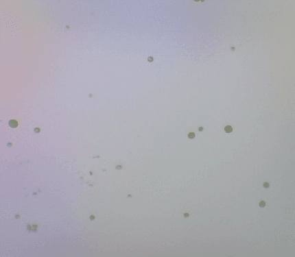 Chlorella Vulgaris Live Phytoplankton - Great for Feed or Science Projects!