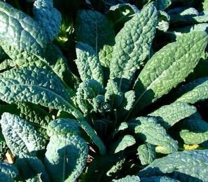 Lacinato Kale Seeds, Italian Dinosaur Kale, NON-GMO, Cruciferous, FREE SHIPPING