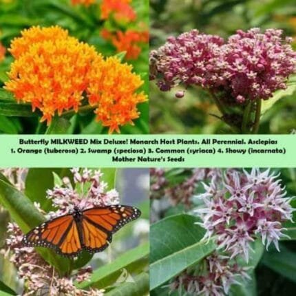 MILKWEED MIX DELUXE Perennials Monarch Butterfly Host Plant Non-GMO 100 Seeds!