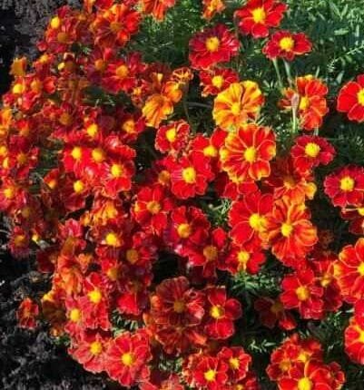 French Marigold DISCO RED Beneficial Flowers in Gardens USA Non-GMO 100 Seeds