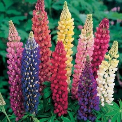 Russell Lupine LANDSCAPER'S PACK BULK Perennial 250 Seeds FALL PLANTING Non-GMO