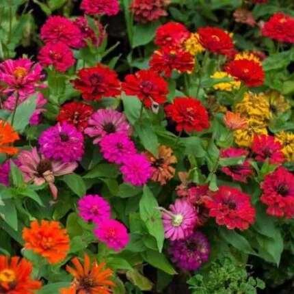 Zinnia Flower Seed  Mix | Non-GMO | Heirloom | Fresh Flower Seeds