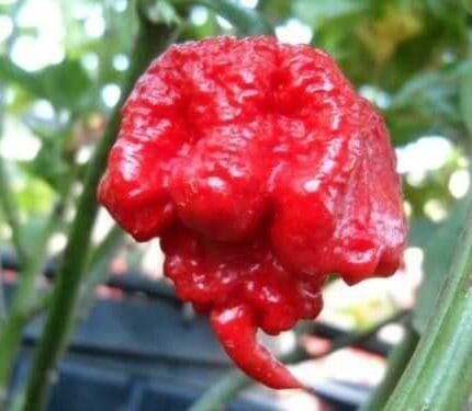 100 Carolina Reaper Chili Pepper Seeds World Record Hot Peppers Vegetables Seed