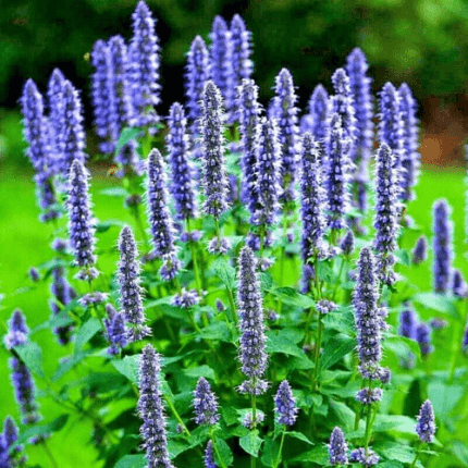 200+ KOREAN MINT SEEDS SPRING PERENNIAL HERB MOSQUITO INSECT REPELLENT HARDY USA