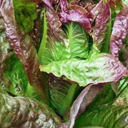 Red Romaine Lettuce Seeds, Caesar Salad, NON-GMO, Variety Sizes, FREE SHIPPING