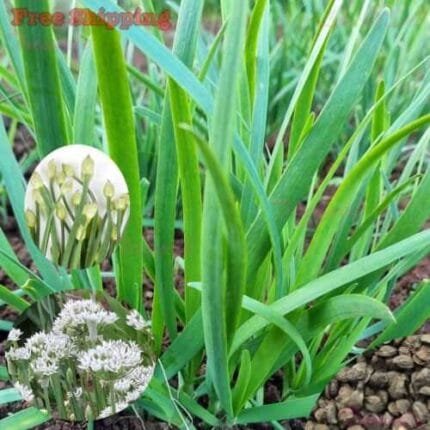 Garlic Chive Seeds | Allium Tuberosum, Chinese Chive, Chinese Leek SEEDS