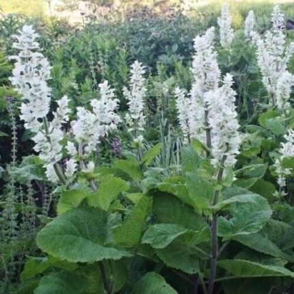 Clary Sage WHITE SWAN Salvia Birds Butterflies Pollinators Non-GMO 200 Seeds