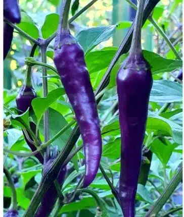 PURPLE CAYENNE PEPPER SEEDS | 40+ Seeds |  rare |HOT & SPICY | NON-GMO |