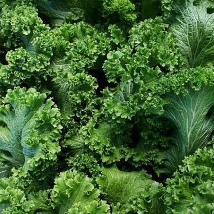 Southern Giant Curled Mustard Seeds 500+ HEIRLOOM NON-GMO USA FREE SHIPPING