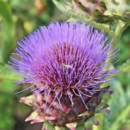 Cardoon Seeds | Heirloom - Non-GMO | Free Shipping | Herb Seeds | 1292