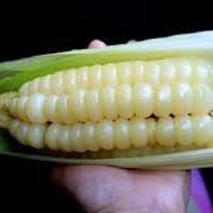 20 Choclo Peruvian yellow Giant corn Seeds Ancient Corn very rare
