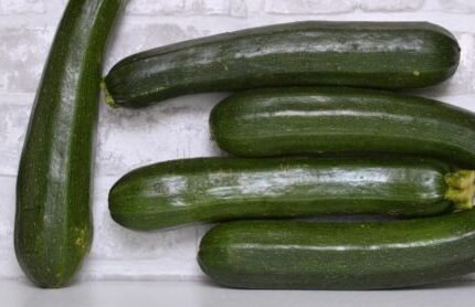 25+ Dunja Zucchini Squash Seeds for Garden Planting - USA - FREE SHIPPING!