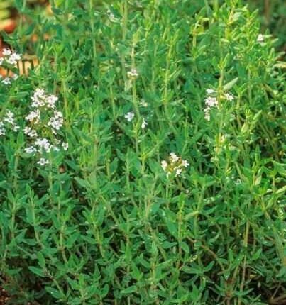 1000+Common Thyme Seeds True Winter Thyme Perennial Kitchen Garden Herb USA