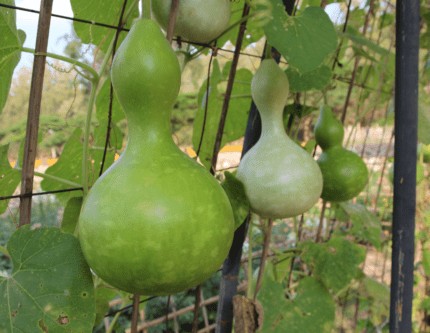 Birdhouse Gourd Seeds- Bầu Hồ Lô- HEIRLOOM NON-GMO
