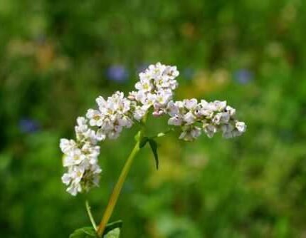 Buckwheat Seeds - Nutrient-Dense, Fast-Growing Green Manure & Cover Crop