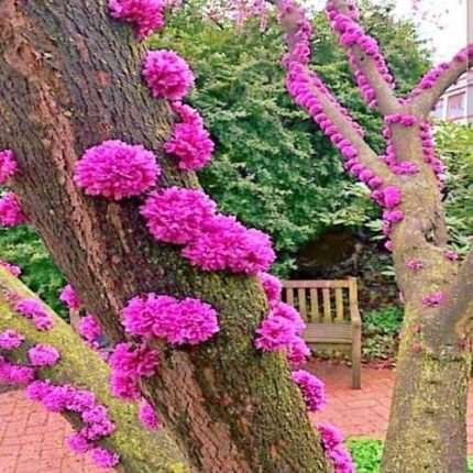 Judas Tree Seeds (Cercis siliquastrum) Mediterranean Redbud Flowers Fast Hardy-4