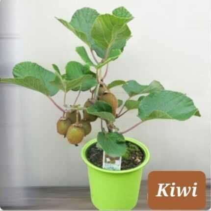 30+ KIWI Dwarf Vine Seeds (Actinidia deliciosa) Chinesse Gooseberry, Woody Vine