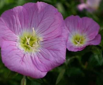 675 SEEDS - primrose evening showy PINK GroCo USA - BUY ANY 15 ITEMS-SHIPS FREE