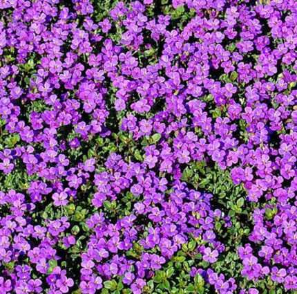 Purple Rock Cress Seeds | Perennial Aubrieta Groundcover - Bulk