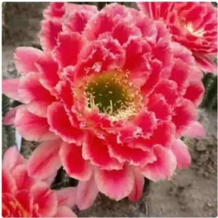 High 4-6cm Cactus Succulent Plant Mona Lisa Home Garden decoration Plants